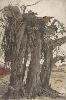 Study of a Stump with Aerial Roots, mid-19th-early 20th century. Creator: Woldemar Friedrich.