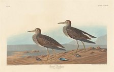 Pectoral Sandpiper, 1836. Creator: Robert Havell.