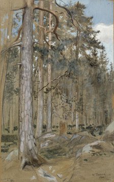 Pine forest, 1900. Creator: Verner Thome.