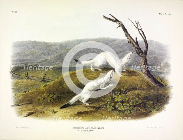 Litle Nimble Weasel, Putorius Agilis, 1845.
