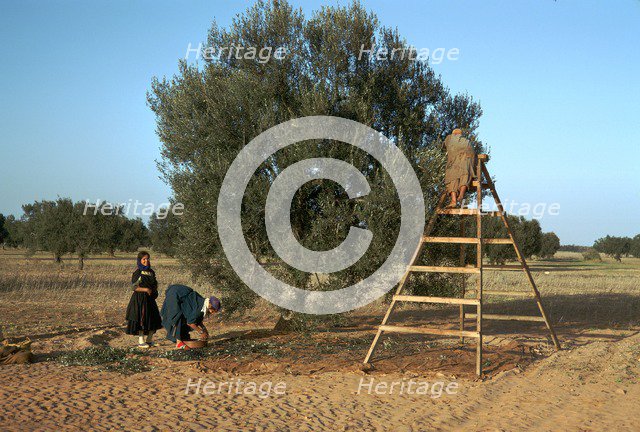 Picking olives in Tunisia. Artist: Unknown
