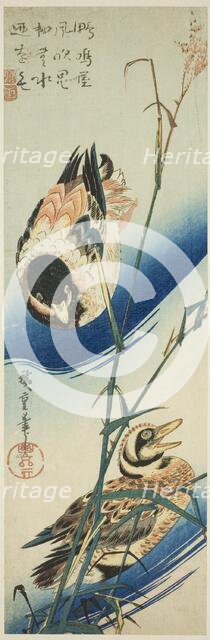 Two Ducks Swimming Among Reeds, c. 1834/39. Creator: Ando Hiroshige.