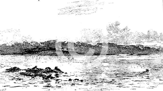 "The Seals’ Sanctuary", Colin Hunter, A.R.A. - Royal Academy, 1890.  Creator: Carl Hentschel.