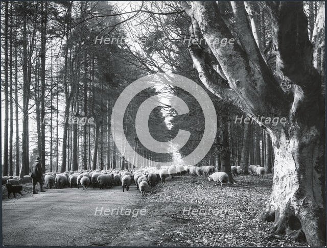 A flock of sheep being driven through Savernake Forest, Savernake, Wiltshire, 1925-1939. Creator: J Dixon Scott.