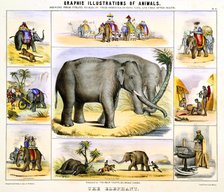 'The Elephant', c1850. Artist: Benjamin Waterhouse Hawkins