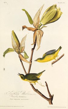 The Kentucky warbler. From "The Birds of America", 1827-1838. Creator: Audubon, John James (1785-1851).