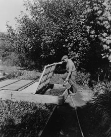 Gardener watering cold frame plants, posed...Rudyard Kipling's poem The Glory of the Garden, 1917. Creator: Frances Benjamin Johnston.