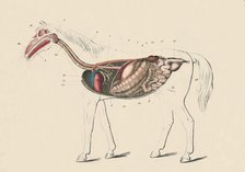 'Longitudinal Section of the Horse', c1879. Creator: Unknown.