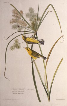 The prairie warbler. From "The Birds of America", 1827-1838. Creator: Audubon, John James (1785-1851).