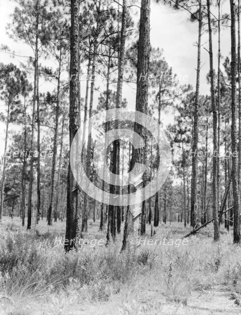 Turpentine trees in northern Florida, 1936. Creator: Dorothea Lange.