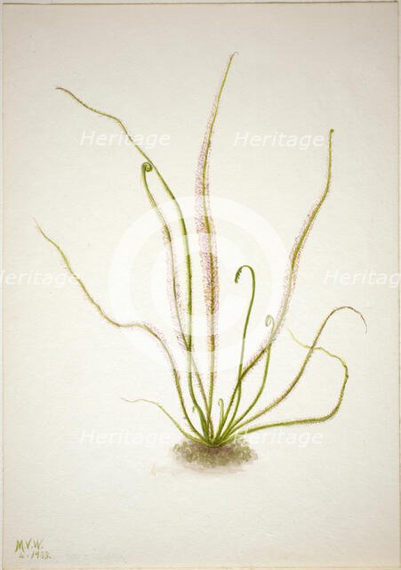 Thread Leaf Sundew (Drosera rotundifolia), 1933. Creator: Mary Vaux Walcott.