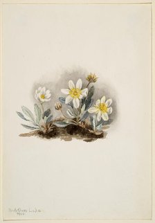 White Dryad (Dryas octopetala), 1902. Creator: Mary Vaux Walcott.