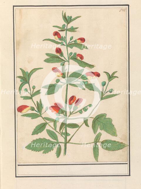 Figwort, possibly Knotted Figwort (Scrophularia nodosa), 1596-1610. Creators: Anselmus de Boodt, Elias Verhulst.