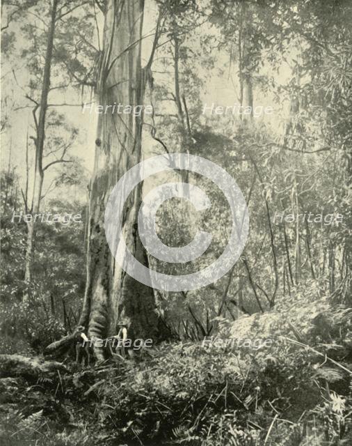 "The Baron", a Noted Tall Tree', 1901. Creator: Unknown.