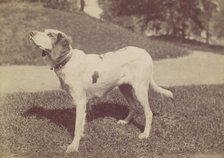 Dog, 1880s-90s. Creator: Unknown.