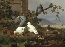 Pigeons, 19th-early 20th century. Creator: Ferdinand von Wright.