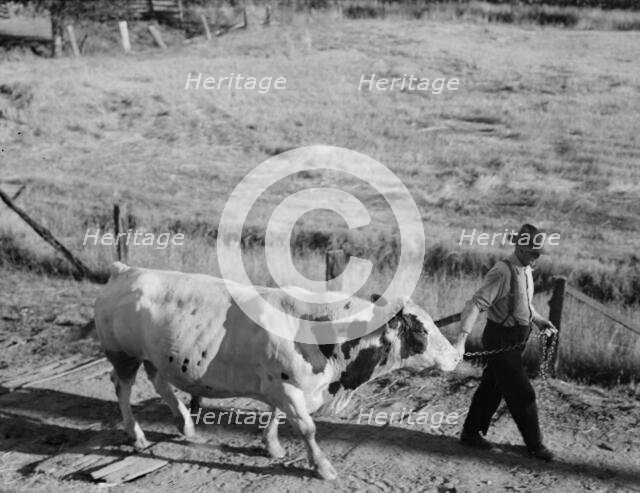 Untitled, between 1935 and 1942. Creator: Dorothea Lange.