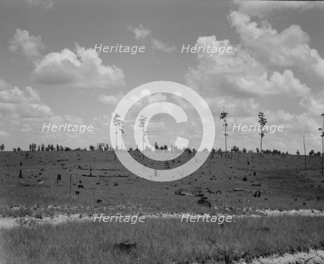 Cut-over long leaf yellow pine forest, Mississippi, 1937. Creator: Dorothea Lange.