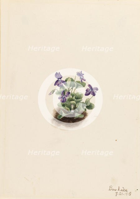 Purple Mountain Violet (Viola adunca), 1918. Creator: Mary Vaux Walcott.