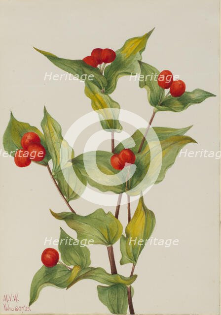 Fairy-bells (Disporum hookeri), 1933. Creator: Mary Vaux Walcott.