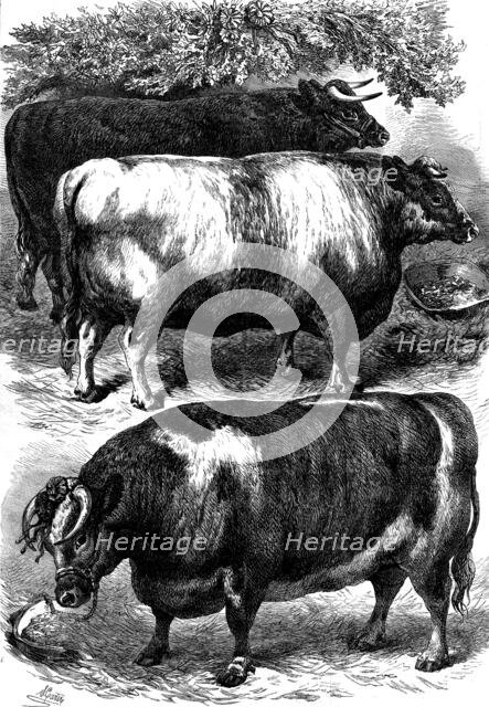 Smithfield Club Cattle Show: prize oxen, 1873. Creator: Unknown.