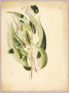 Plant Study, late 19th-early 20th century. Creator: Solon H. Borglum.