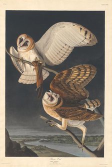 Barn Owl, 1833. Creator: Robert Havell.