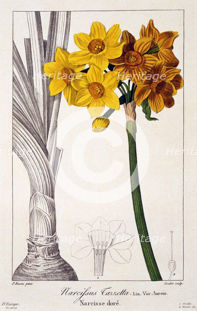 Narcissus Tazetta, pub. 1836. Creator: Panacre Bessa (1772-1846).
