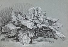 Study of a Cabbage, c1735. Creator: Francois Boucher.