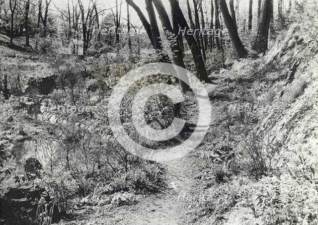 Unidentified garden or park, c1920. Creator: Frances Benjamin Johnston.