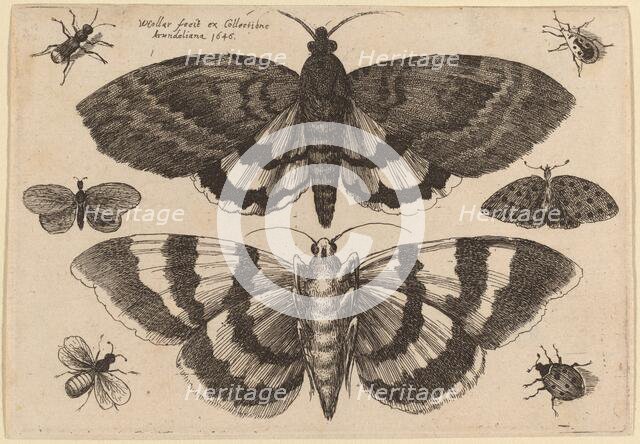 Two Moths and Six Insects, 1646. Creator: Wenceslaus Hollar.