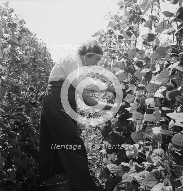 Possibly: Migrant pickers harvesting beans, near West Stayton, Marion County, Oregon, 1939. Creator: Dorothea Lange.