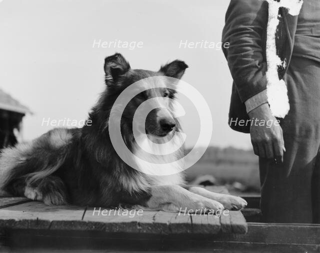 Collie's head, c1900. Creator: Unknown.