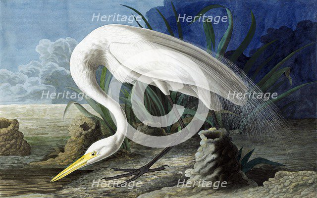 Great Egret, Casmerodius Albus, 1845.