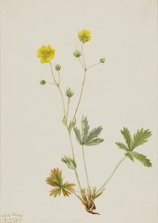 Grayleaf Fivefinger (Potentilla glaucophylla), 1905. Creator: Mary Vaux Walcott.