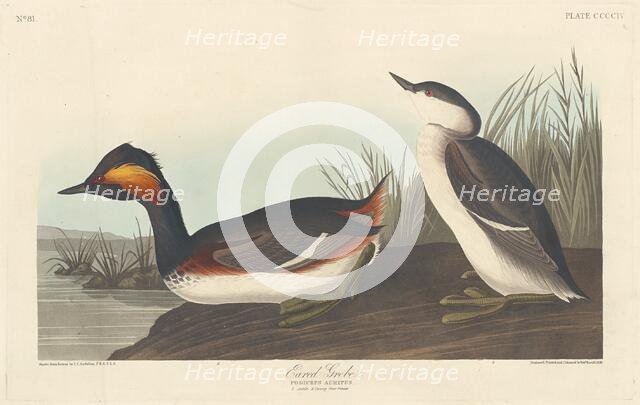 Eared Grebe, 1838. Creator: Robert Havell.