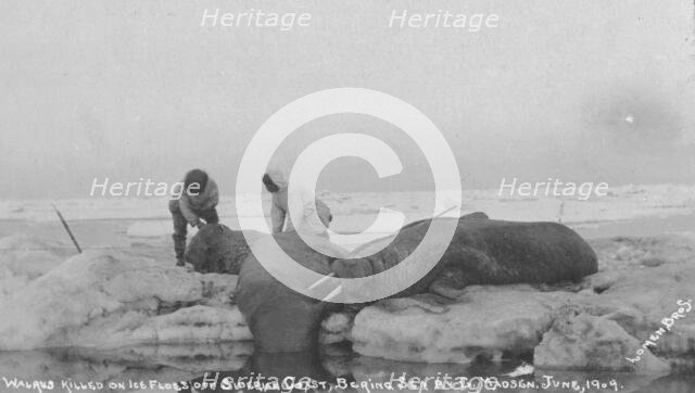 Walrus killed on ice floes off Siberian Coast, Bering Sea by G. Madsen, June 1909, 1909. Creator: Lomen Brothers.