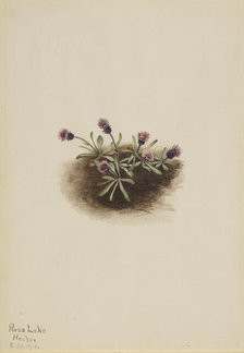 Alpine Fleabane (Erigeron unalaschcensis), 1916. Creator: Mary Vaux Walcott.