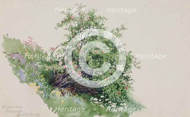 Wild Rose, Wassen, 1898. Creator: George Elbert Burr.