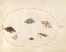 Plate 32: Six Moths, c. 1575/1580. Creator: Joris Hoefnagel.