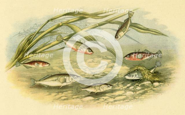 'Sticklebacks', 1879, (1943).  Creator: Alexander Francis Lydon.