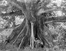 Tom Cringle's Cotton Tree, Spanish Town Road, Jamaica, c1905.Artist: Adolphe Duperly & Son