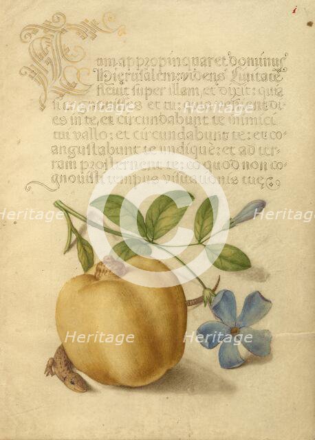 Periwinkle, Apple, and Lizard; Mira calligraphiae monumenta, 1561-1562; illumination added 1591-1596 Creator: Joris Hoefnagel.