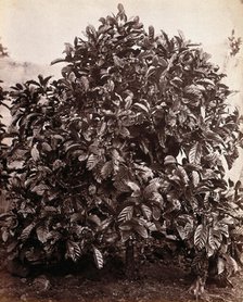 A fruiting coffee tree (Coffea arabica), c1860s. Creator: Unknown.
