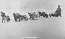 Dog sled team barking , 1920. Creator: Unknown.