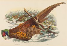 Phasianus colchicus (Ring-necked Pheasant). Creators: John Gould, William Matthew Hart.