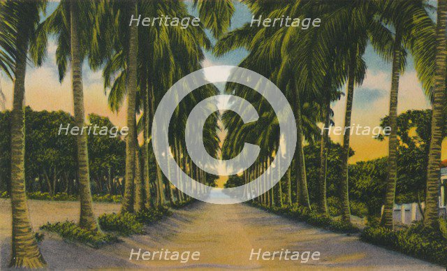 'Coconut Avenue, Barranquilla', c1940s, Artist: Unknown.