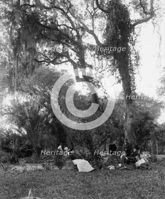 Garden near Daytona, between 1880 and 1897. Creator: William H. Jackson.