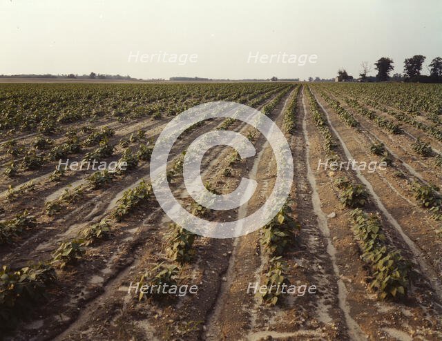 Bean fields, Seabrook Farm, Bridgeton, N.J., 1942. Creator: John Collier.