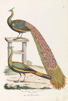 The wild peacock. The wild female peacock, ca 1820. Creator: Schinz, Heinrich Rudolf (1777-1861).